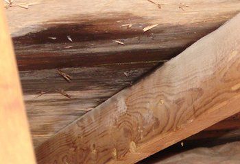 Leak in Attic